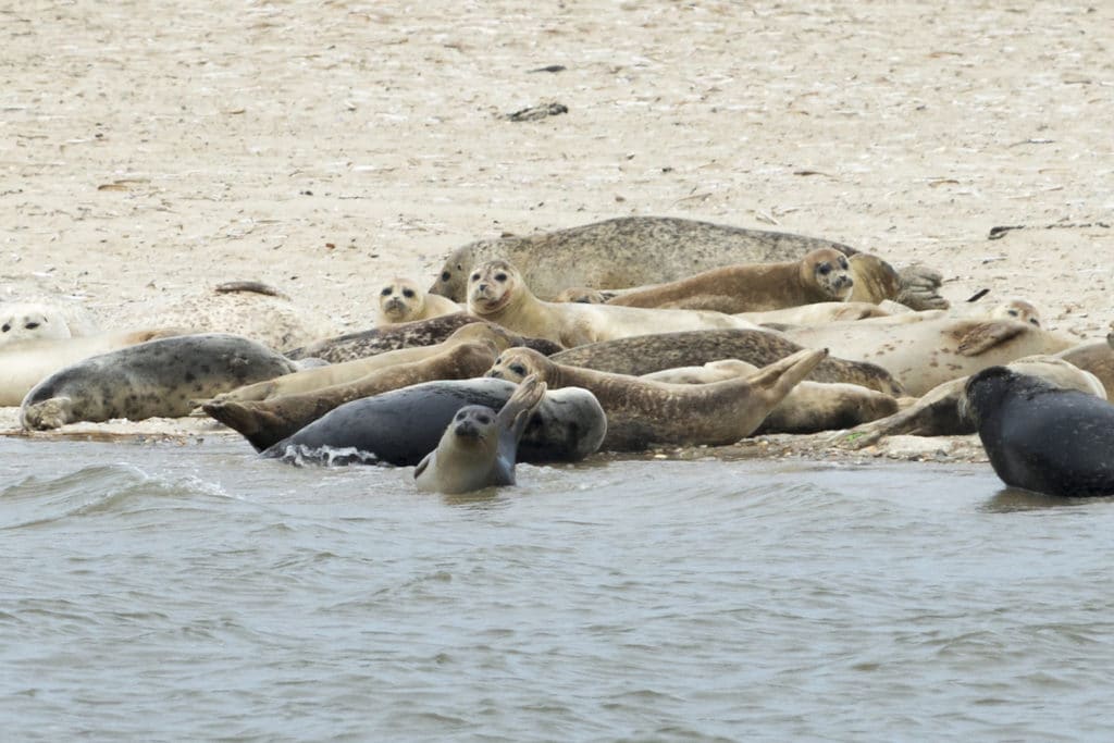 Langeoog - Von Seehunden und anderen Robben
