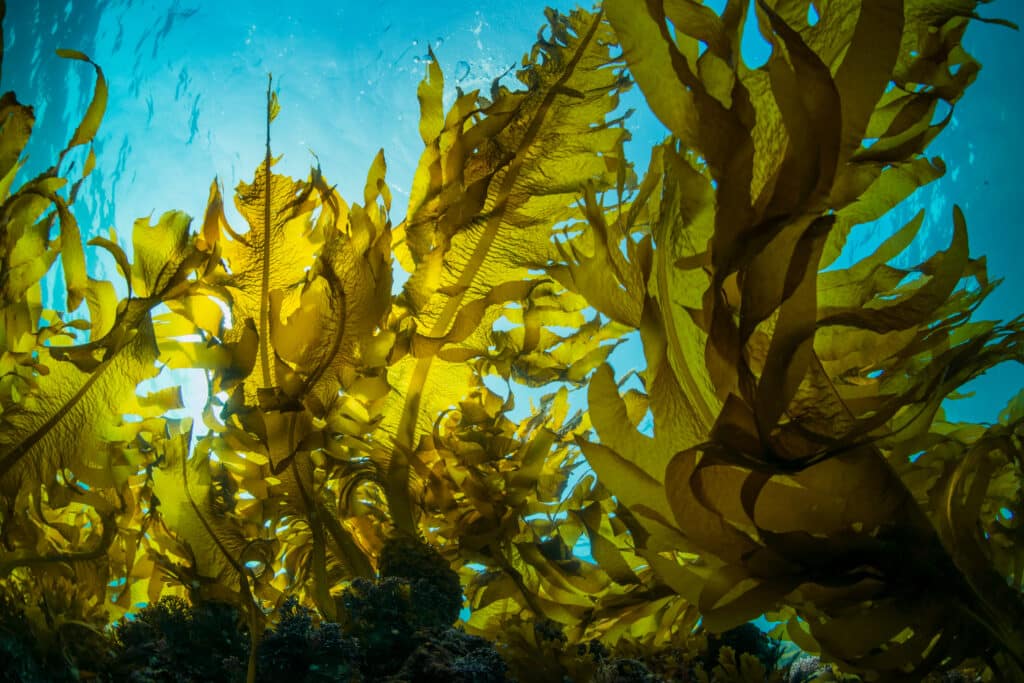 Fantastische Unterwasserwälder: das geheime Kelp
